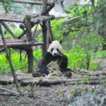 Sichuan Airlines Adopts Baby Panda as Brand Ambassador
